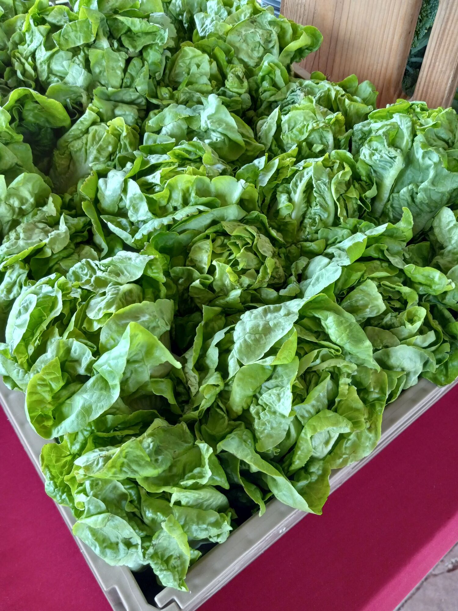 Farm Fresh Produce